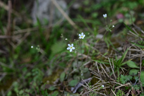 Umbelled rockjasmine