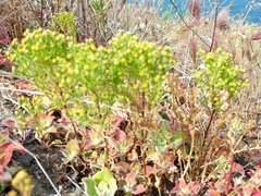 Amblyopappus pusillus