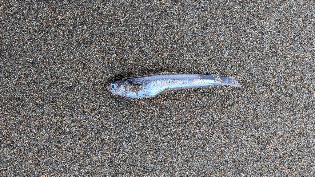 Codlet (Bregmaceros bathymaster) — Bregmacerotidae
