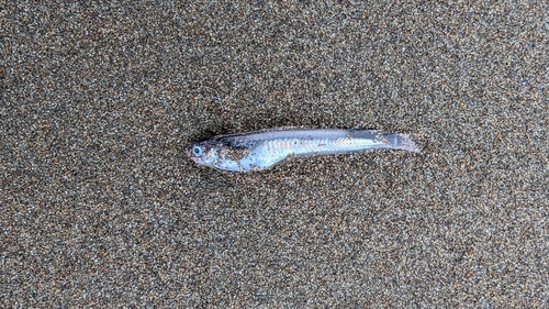 Codlet (Bregmaceros bathymaster) — Bregmacerotidae