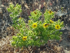 Deinandra clementina