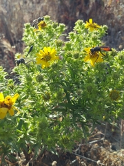 Deinandra clementina