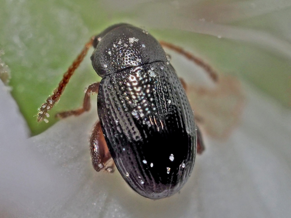 Mantura mathewsi