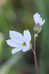 Lithophragma cymbalaria