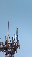 Falco rufigularis image