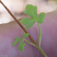 Lithophragma cymbalaria