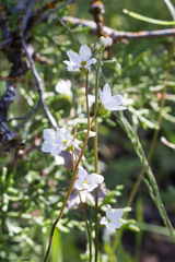 Lithophragma cymbalaria