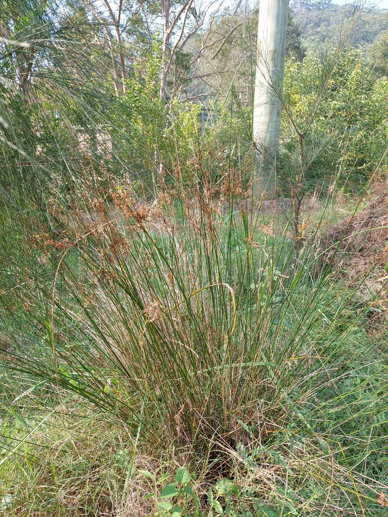 australian rush from Hornsby NSW 2077, Australia on March 13, 2024 at ...