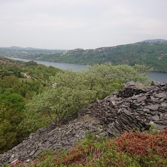 Scandosorbus intermedia