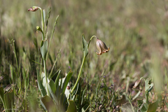 Fritillaria agrestis