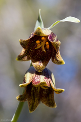 Fritillaria agrestis