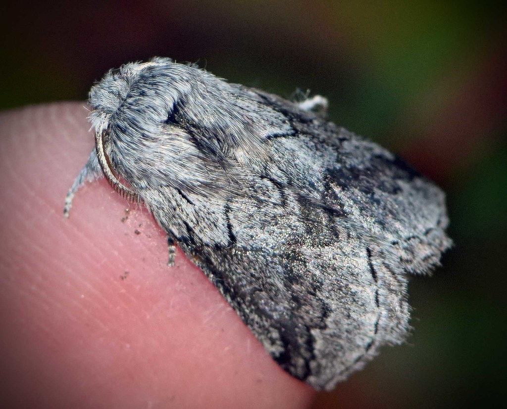 Munychryiinae