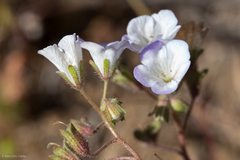 Phacelia douglasii