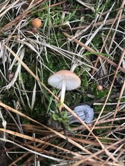 Marasmius elegans