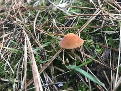 Marasmius elegans