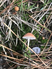 Marasmius elegans