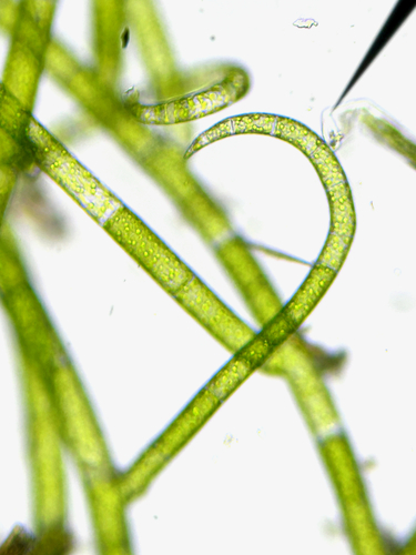 Image of Green Rope (Acrosiphonia coalita) by (c) Bridgette Clarkston, some rights reserved (CC BY-SA)