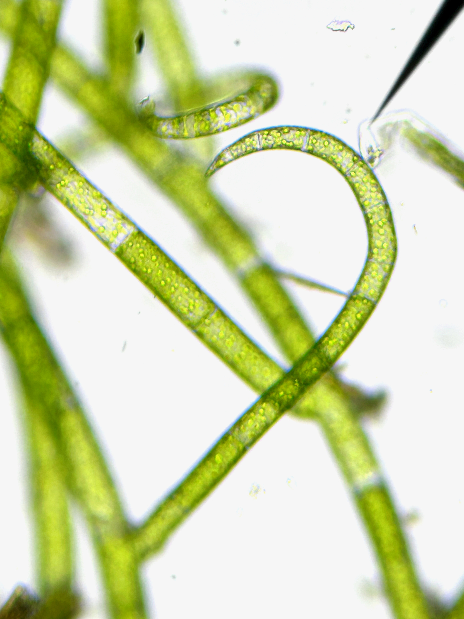 Acrosiphonia
