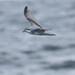 Chatham Fulmar Prion - Photo (c) Michael Szabo, some rights reserved (CC BY-NC), uploaded by Michael Szabo