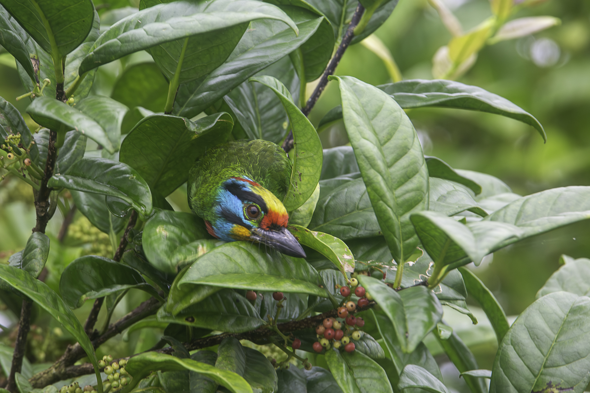 Black-browed Barbet (Psilopogon oorti)