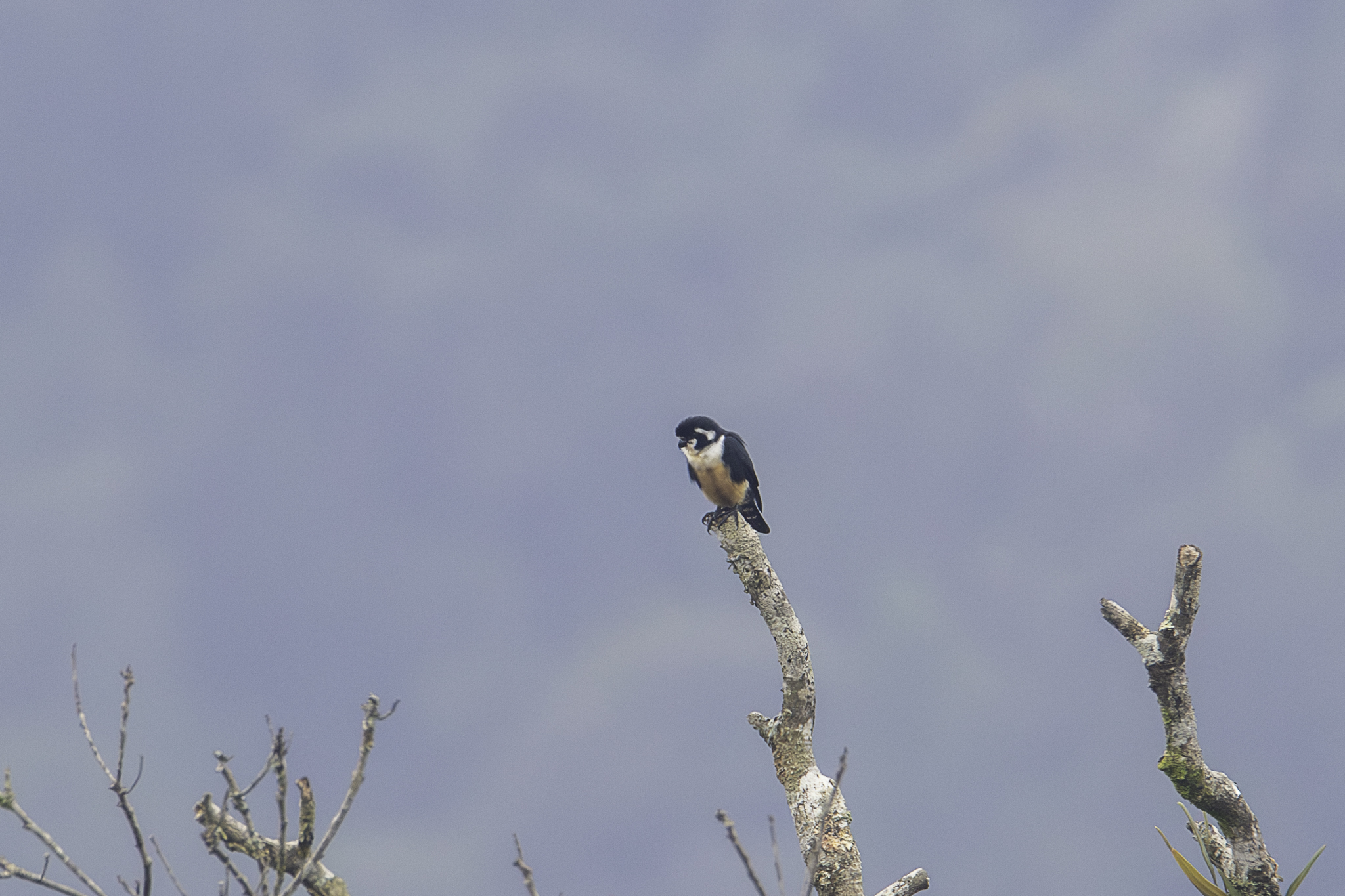 Black-thighed Falconet illustration