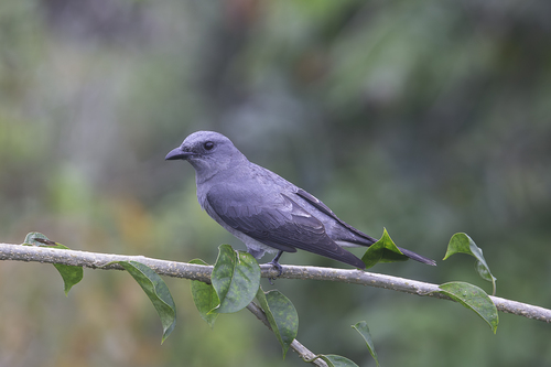 Malayan Cuckooshrike (Coracina larutensis), photo 8