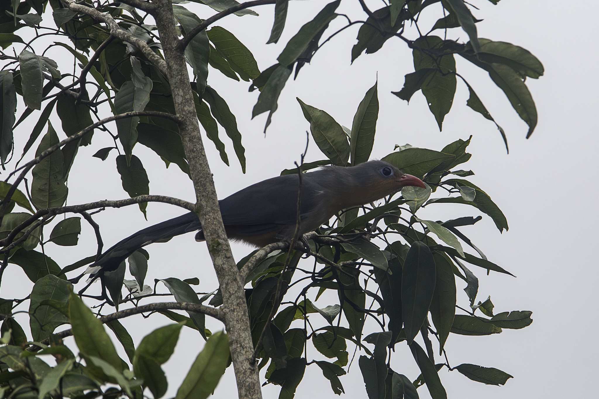 Red-billed Malkoha (Zanclostomus javanicus)