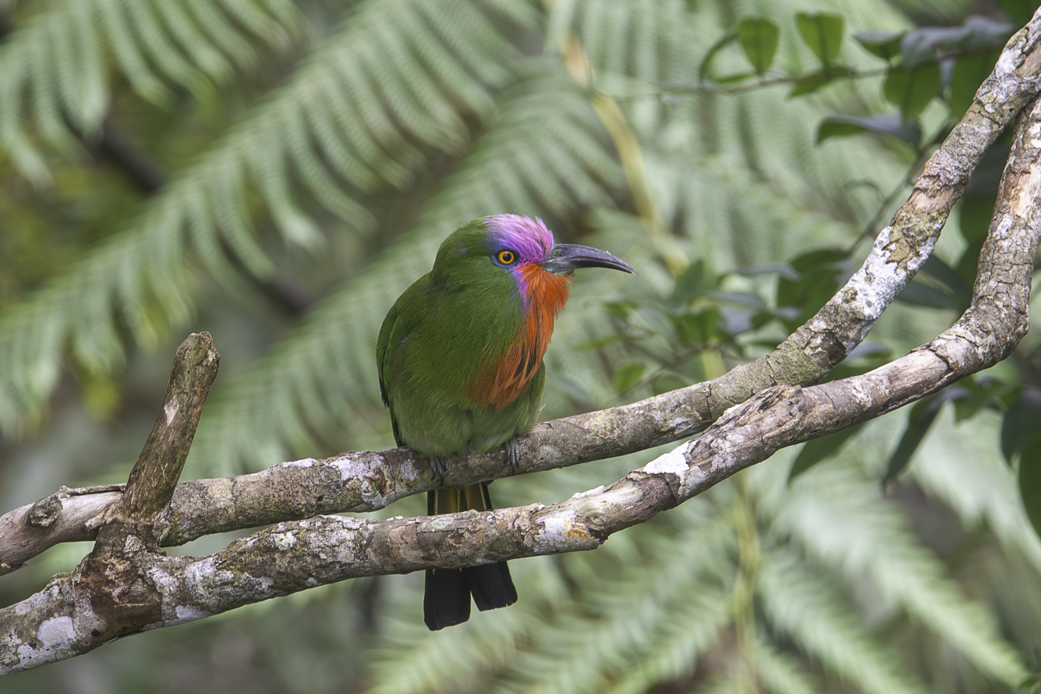 Red-bearded Bee-eater illustration