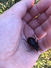 Carabina