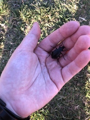 Carabina