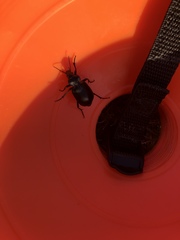 Carabina