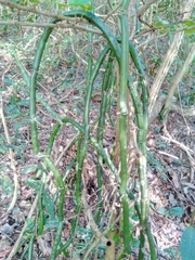 Vanilla madagascariensis