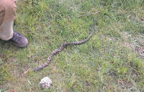 Tiger Snake sighting