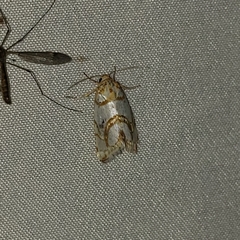 Argentostiria koebelei