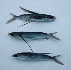 Tropical Two-Wing Flyingfish photo 4