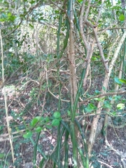 Vanilla madagascariensis