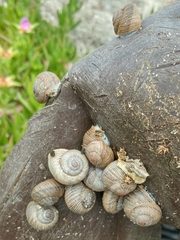 Xerarionta intercisa