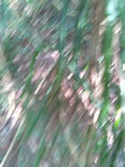 Vanilla madagascariensis