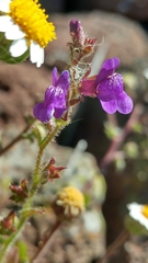 Sairocarpus
