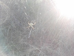 Argiope australis