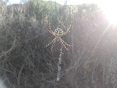 Argiope australis