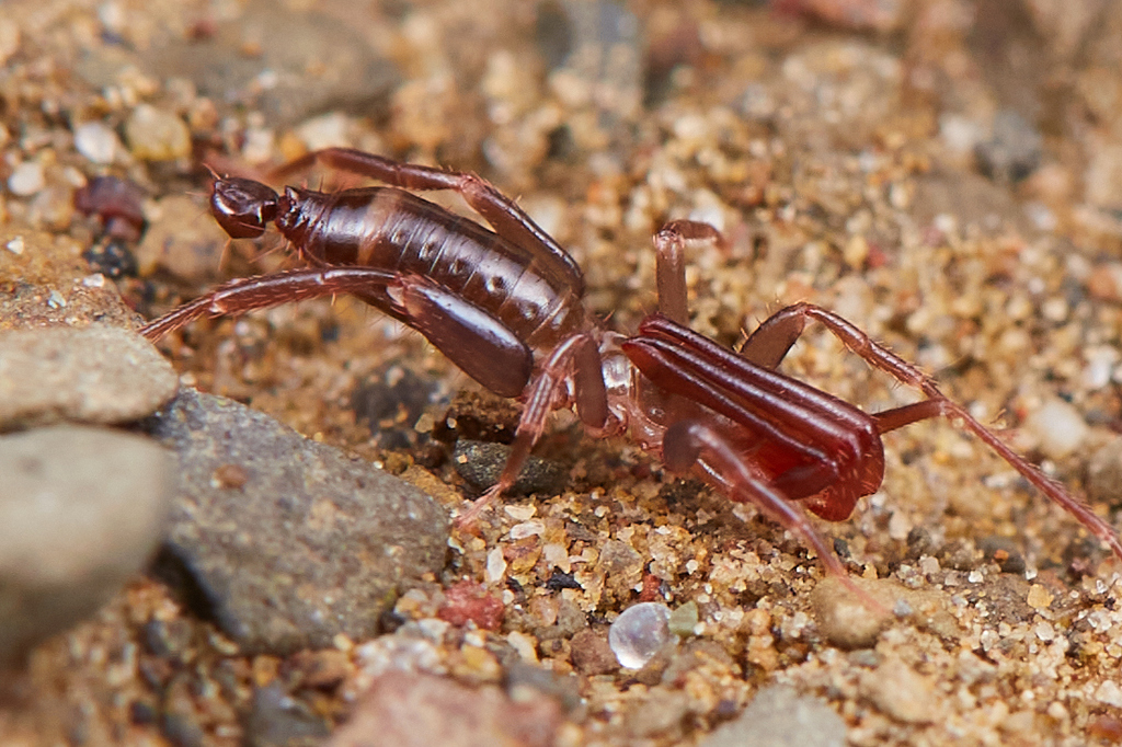 Idria Short-tailed Whipscorpion