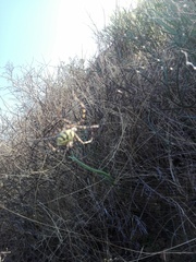 Argiope australis
