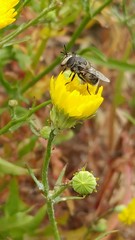 Copestylum marginatum