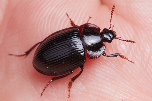 Necrophilus hydrophiloides Guérin-Méneville, 1834