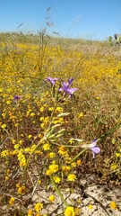 Brodiaea kinkiensis