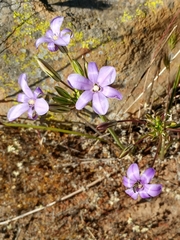 Brodiaea kinkiensis
