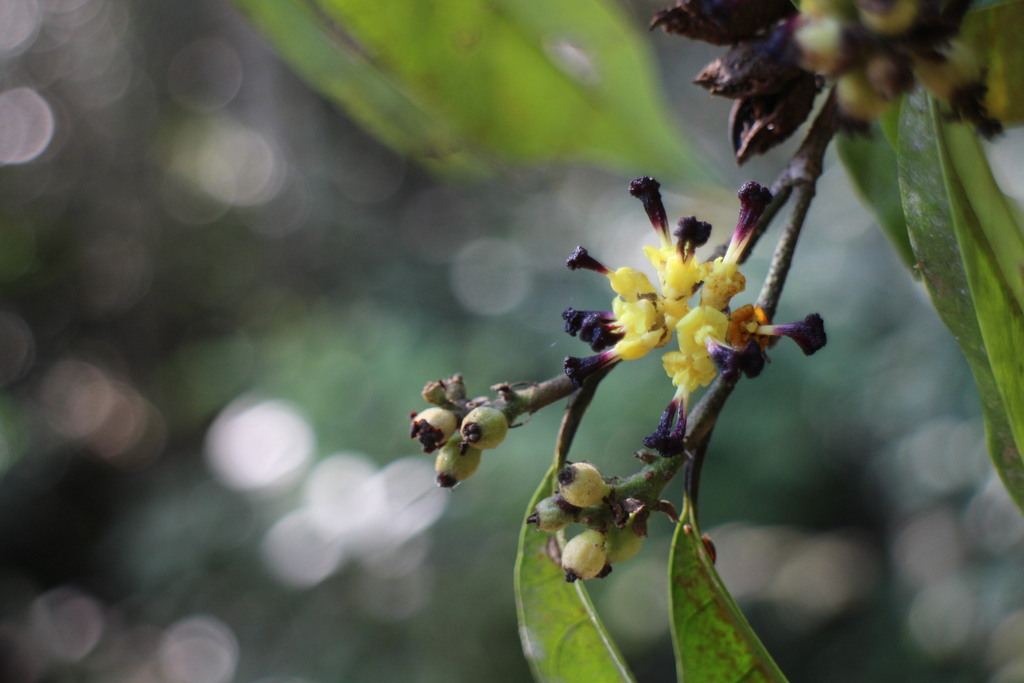 Eustigma oblongifolium
