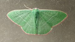 Nemoria leptalea