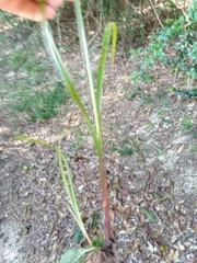 Cyperus alternifolius image